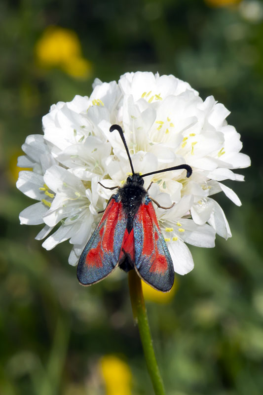 Specie di Zygaena di fine maggio - inizio luglio